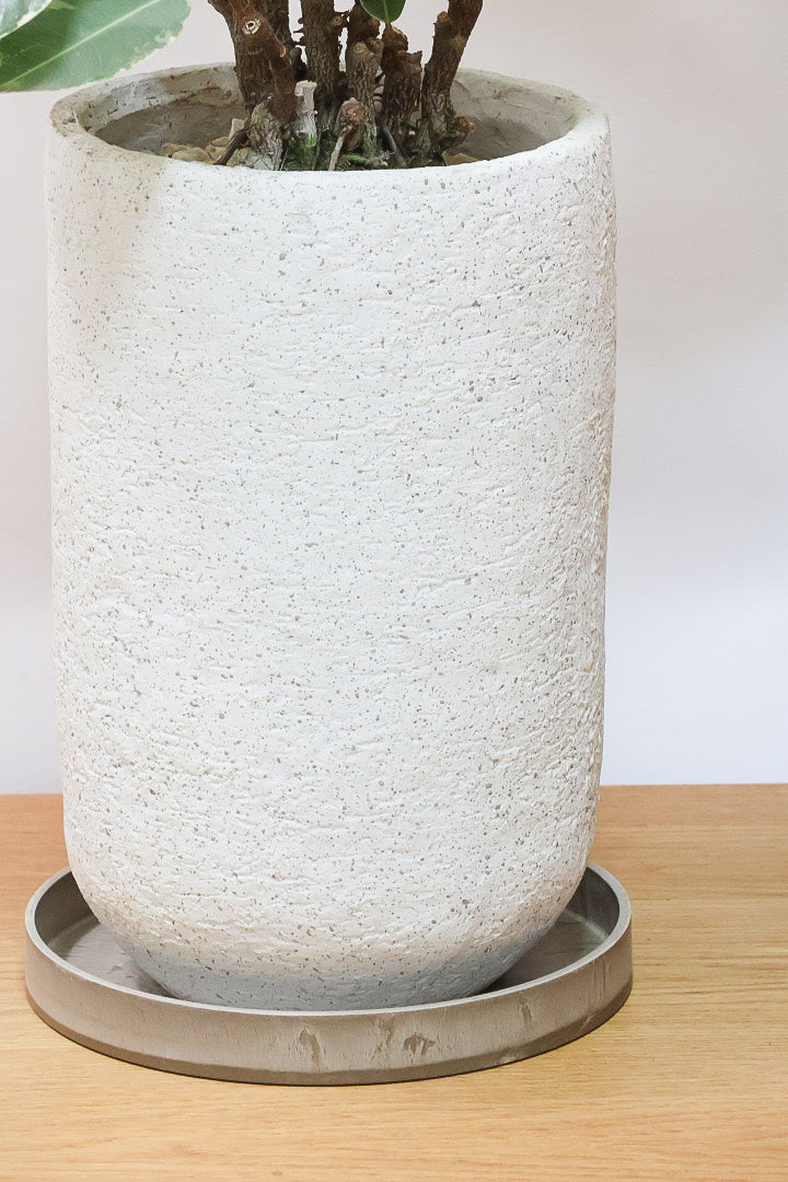 【フィカス ティネケ】真っ白な葉っぱもある！ゴリゴリとした年季を感じる幹！こんな幹の個体は２度と入荷しないと思いますよ！