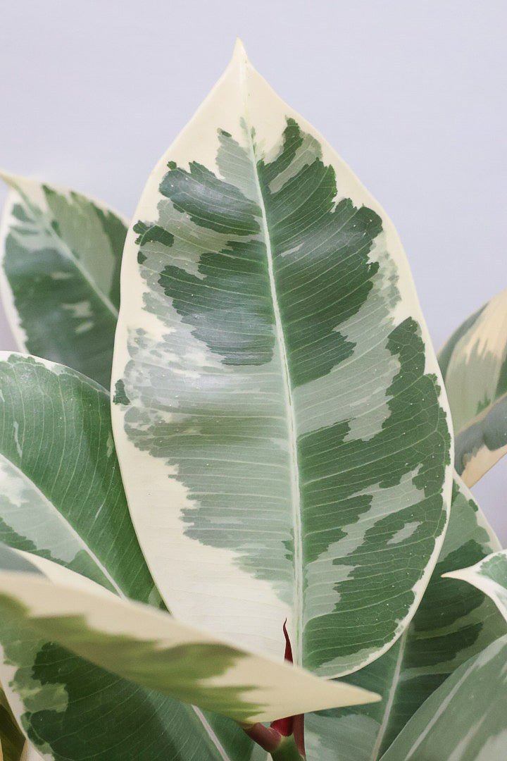 【フィカス ティネケ】真っ白な葉っぱもある！ゴリゴリとした年季を感じる幹！こんな幹の個体は２度と入荷しないと思いますよ！