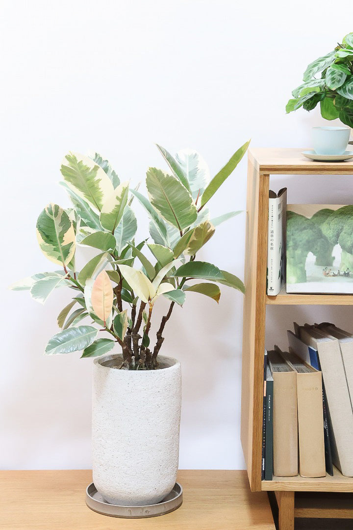 【フィカス ティネケ】真っ白な葉っぱもある！ゴリゴリとした年季を感じる幹！こんな幹の個体は２度と入荷しないと思いますよ！