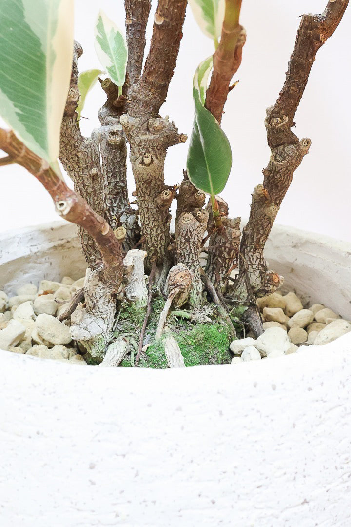 【フィカス ティネケ】真っ白な葉っぱもある！ゴリゴリとした年季を感じる幹！こんな幹の個体は２度と入荷しないと思いますよ！