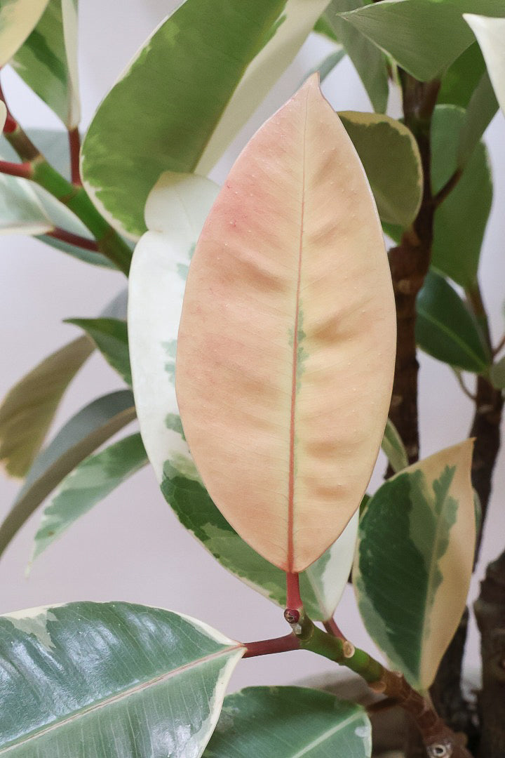 【フィカス ティネケ】真っ白な葉っぱもある！ゴリゴリとした年季を感じる幹！こんな幹の個体は２度と入荷しないと思いますよ！