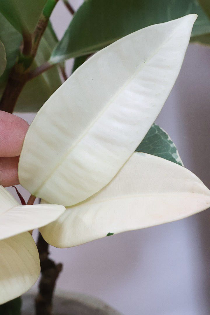 【フィカス ティネケ】真っ白な葉っぱもある！ゴリゴリとした年季を感じる幹！こんな幹の個体は２度と入荷しないと思いますよ！