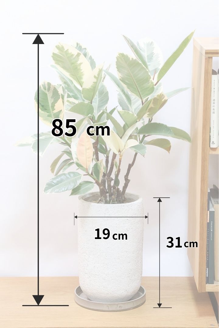 【フィカス ティネケ】真っ白な葉っぱもある！ゴリゴリとした年季を感じる幹！こんな幹の個体は２度と入荷しないと思いますよ！