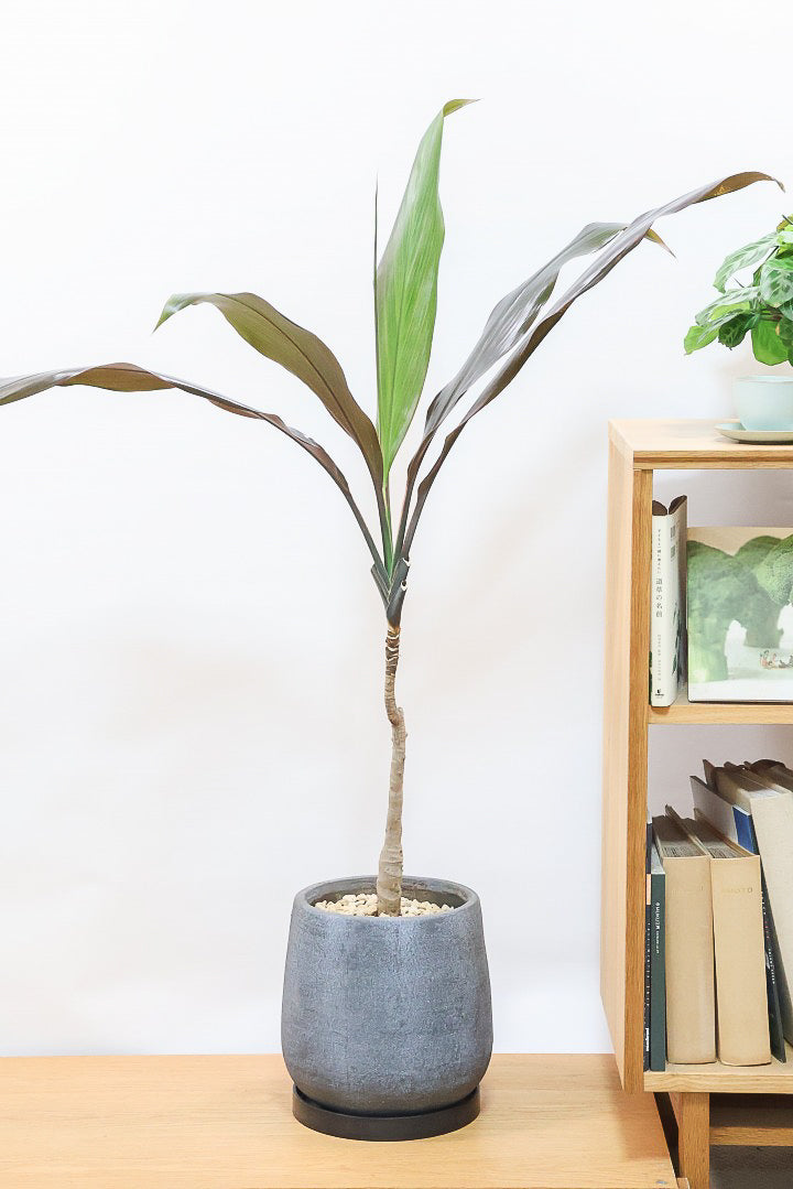 【ドラセナ ブラックリーフ】今回限りの入荷！葉がグリーンからブラックに変化する面白いドラセナ！