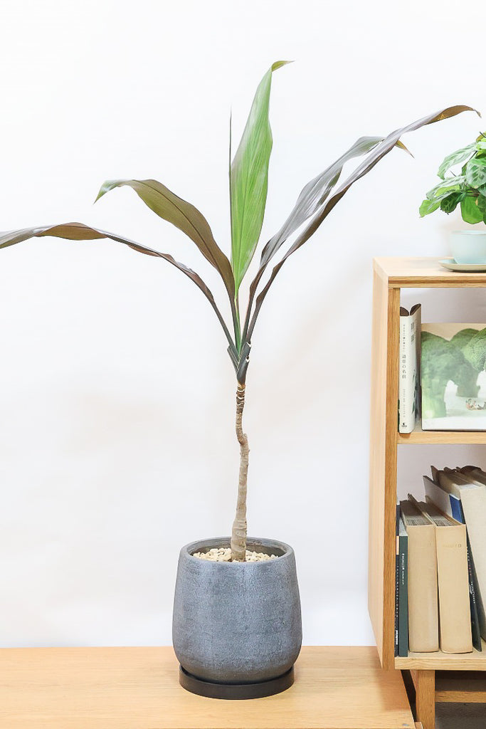 ドラセナ ブラックリーフGL60837| 観葉植物の通信販売 | APEGO(アペーゴ)