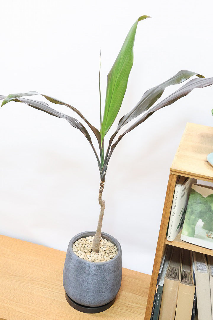 【ドラセナ ブラックリーフ】今回限りの入荷！葉がグリーンからブラックに変化する面白いドラセナ！