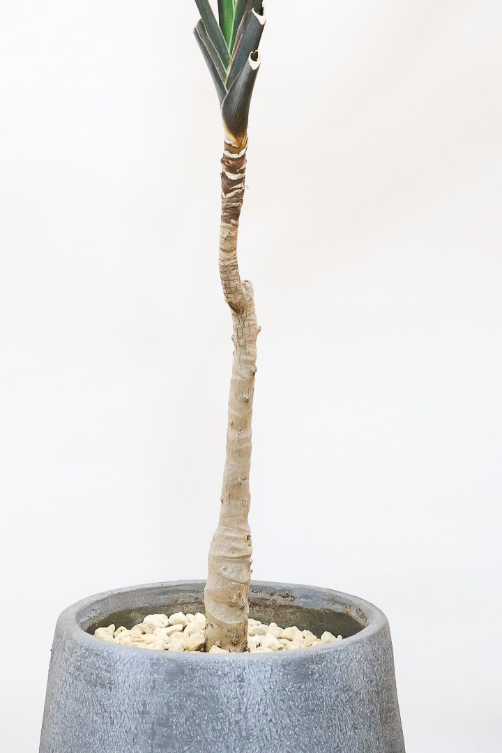 【ドラセナ ブラックリーフ】今回限りの入荷！葉がグリーンからブラックに変化する面白いドラセナ！