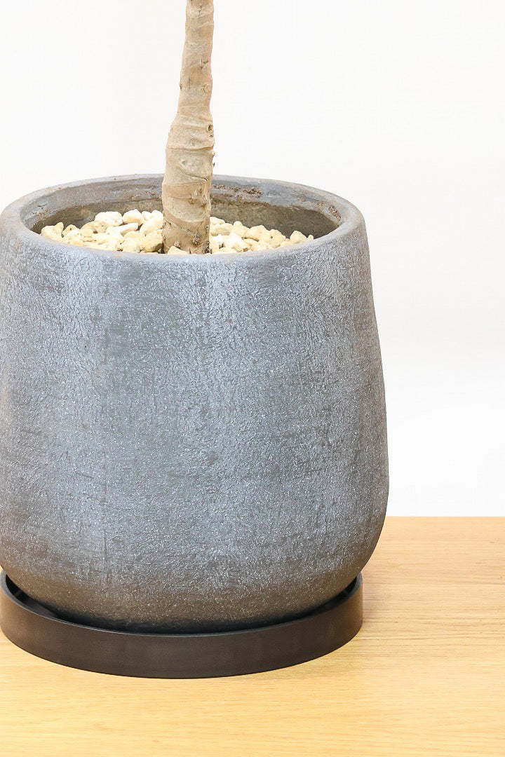 【ドラセナ ブラックリーフ】今回限りの入荷！葉がグリーンからブラックに変化する面白いドラセナ！