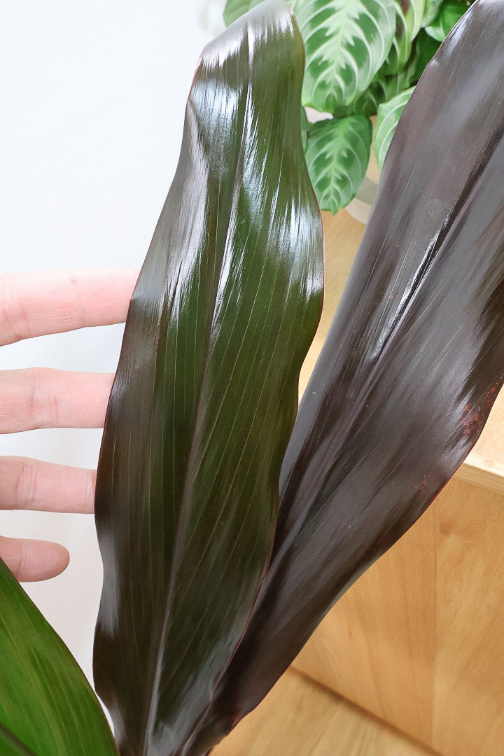 【ドラセナ ブラックリーフ】今回限りの入荷！葉がグリーンからブラックに変化する面白いドラセナ！
