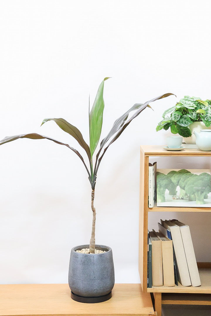 【ドラセナ ブラックリーフ】今回限りの入荷！葉がグリーンからブラックに変化する面白いドラセナ！