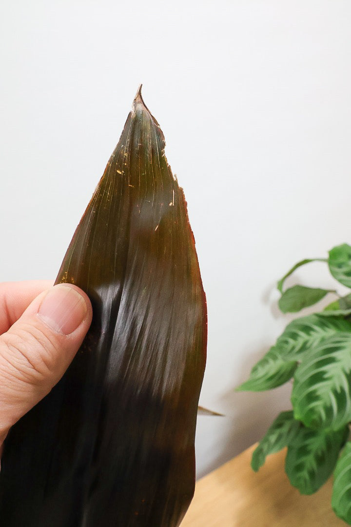 【ドラセナ ブラックリーフ】今回限りの入荷！葉がグリーンからブラックに変化する面白いドラセナ！