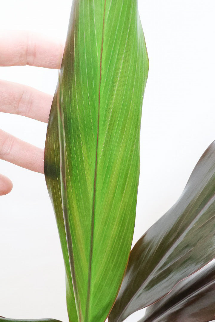 【ドラセナ ブラックリーフ】今回限りの入荷！葉がグリーンからブラックに変化する面白いドラセナ！