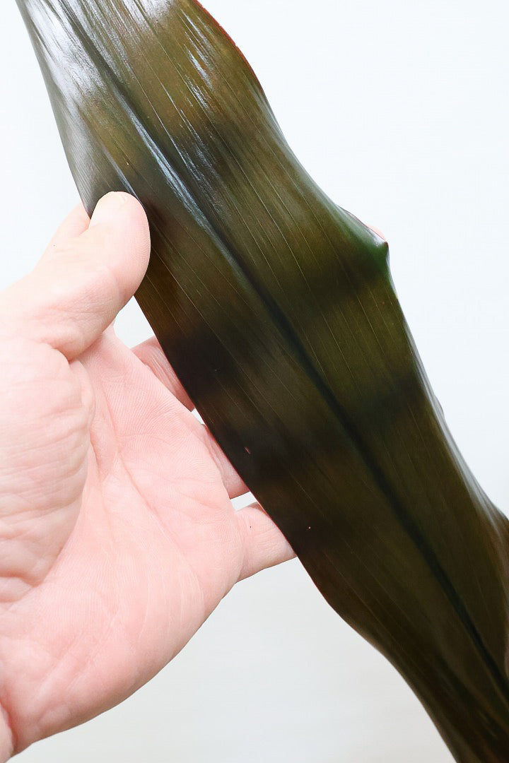 【ドラセナ ブラックリーフ】今回限りの入荷！葉がグリーンからブラックに変化する面白いドラセナ！