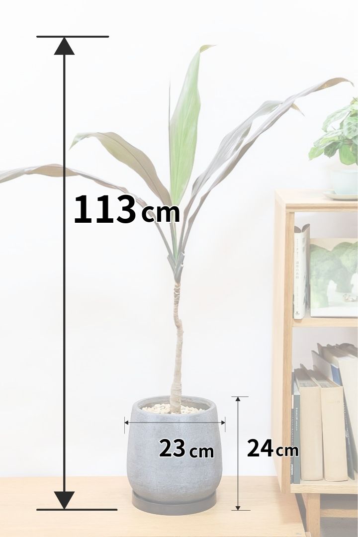 【ドラセナ ブラックリーフ】今回限りの入荷！葉がグリーンからブラックに変化する面白いドラセナ！