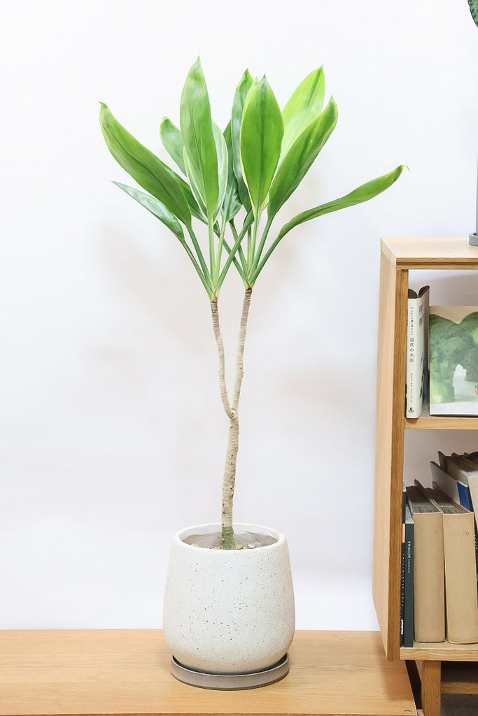 ドラ・セナオ　アマテラス2個 ドラセナ バリエガタIV60838| 観葉植物の通信販売 | APEGO(アペーゴ)