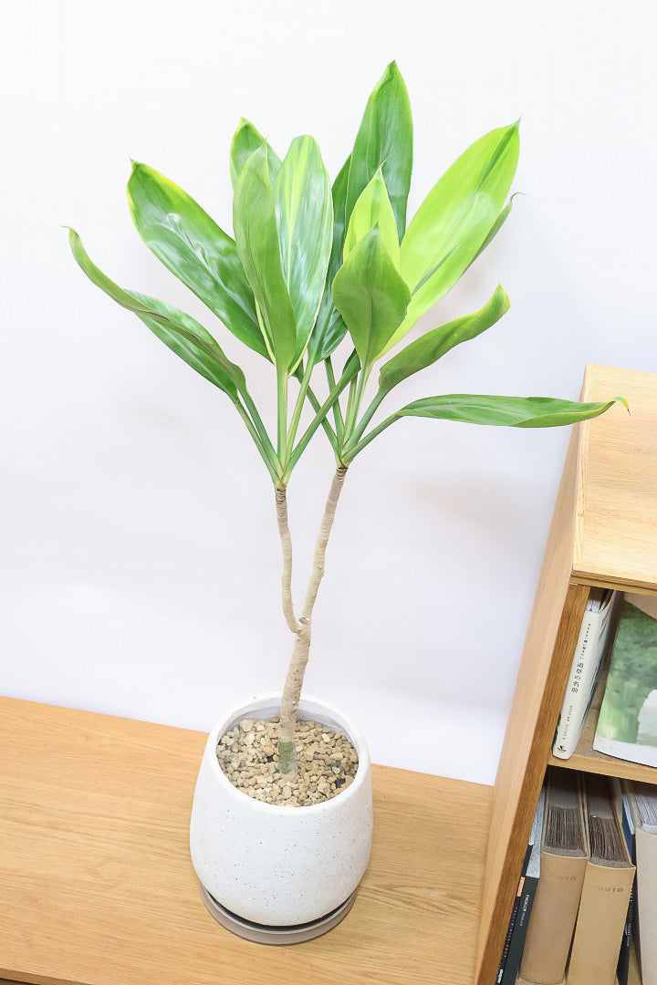 【ドラセナ バリエガタ】今回限りの入荷！爽やかな葉色が美しい斑入りのドラセナです！