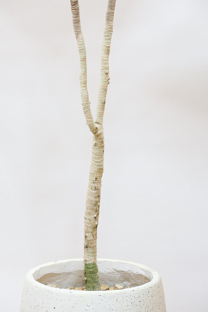 【ドラセナ バリエガタ】今回限りの入荷！爽やかな葉色が美しい斑入りのドラセナです！