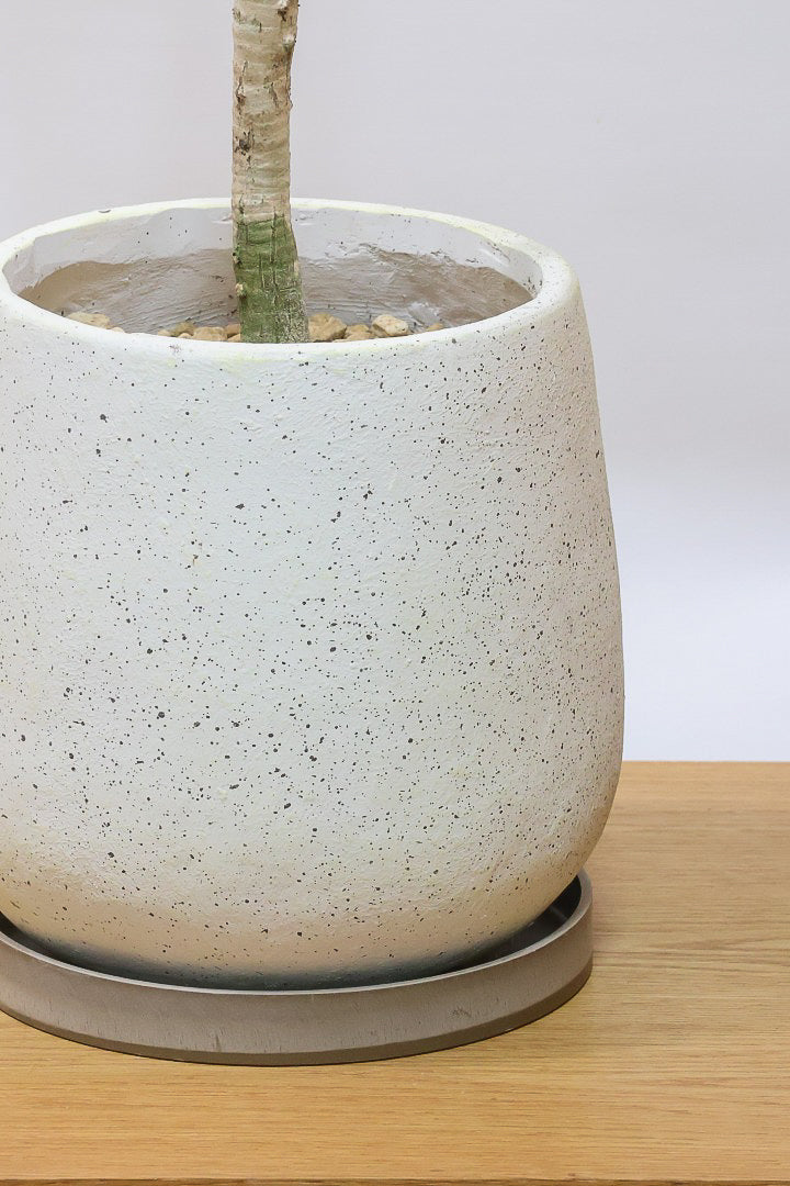 【ドラセナ バリエガタ】今回限りの入荷！爽やかな葉色が美しい斑入りのドラセナです！