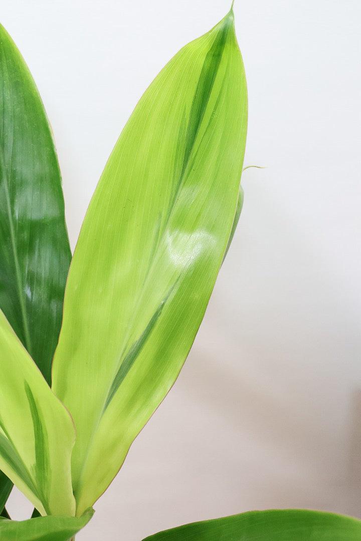 【ドラセナ バリエガタ】今回限りの入荷！爽やかな葉色が美しい斑入りのドラセナです！