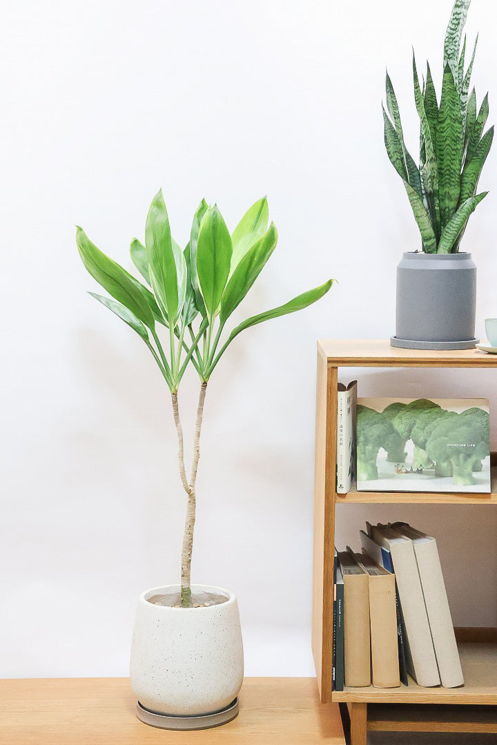 【ドラセナ バリエガタ】今回限りの入荷！爽やかな葉色が美しい斑入りのドラセナです！