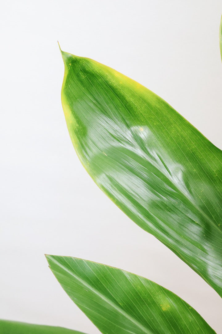 【ドラセナ バリエガタ】今回限りの入荷！爽やかな葉色が美しい斑入りのドラセナです！