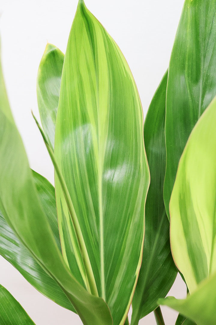 【ドラセナ バリエガタ】今回限りの入荷！爽やかな葉色が美しい斑入りのドラセナです！