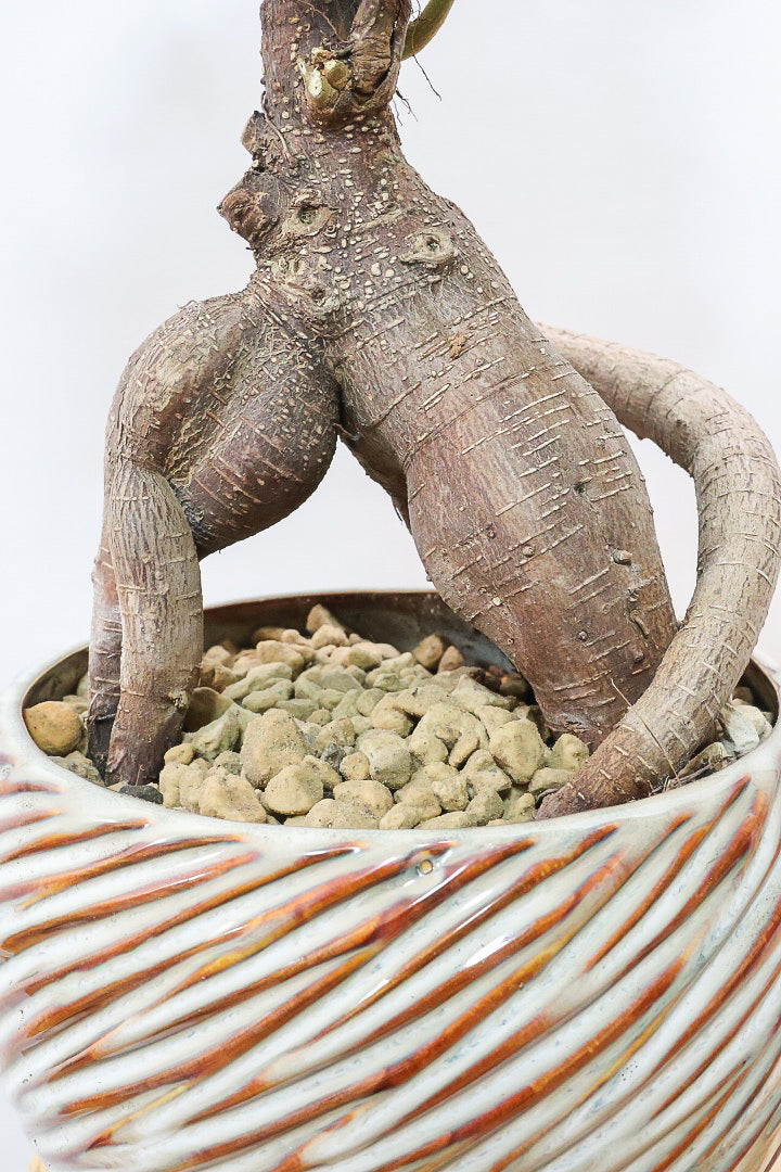 ガジュマルAIV60839| 観葉植物の通信販売 | APEGO(アペーゴ)