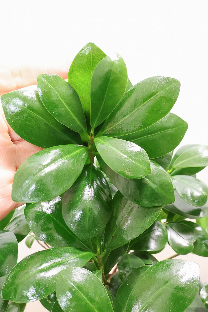 ガジュマルAIV60839| 観葉植物の通信販売 | APEGO(アペーゴ)