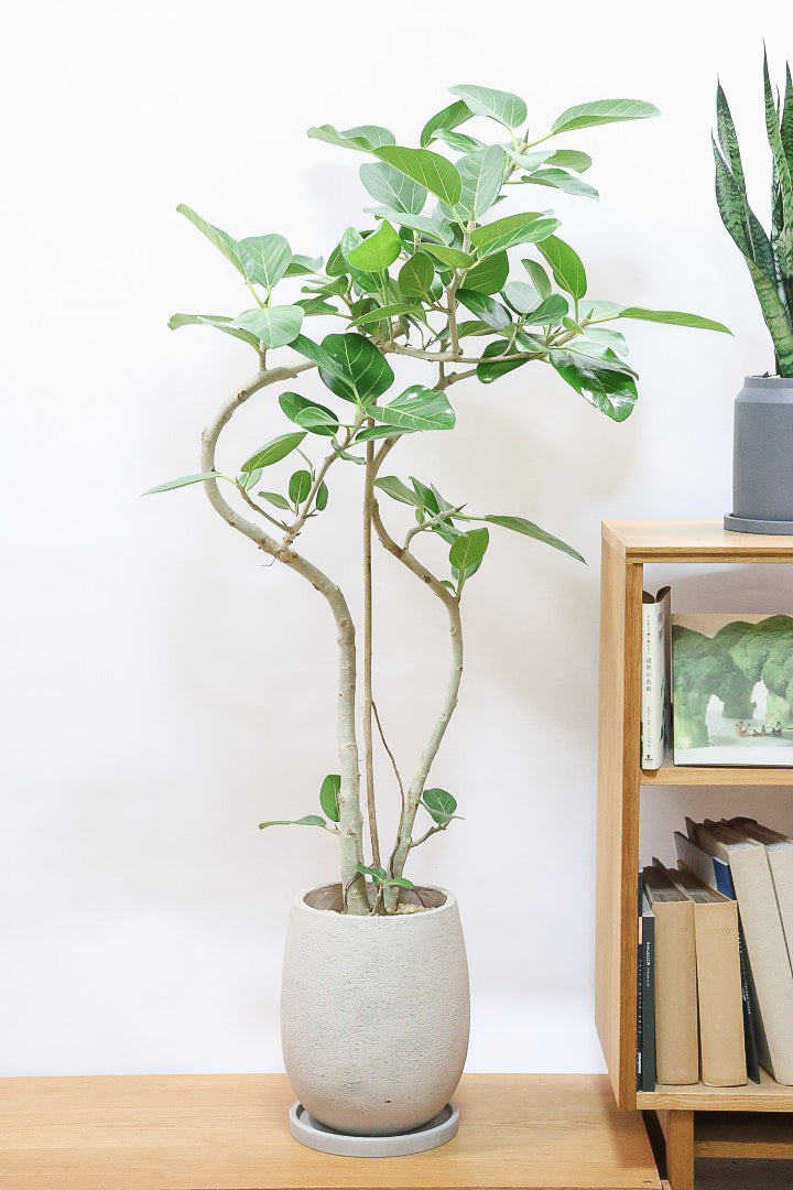 送料無料】フィカス ベンガレンシス| 観葉植物の通信販売 | APEGO