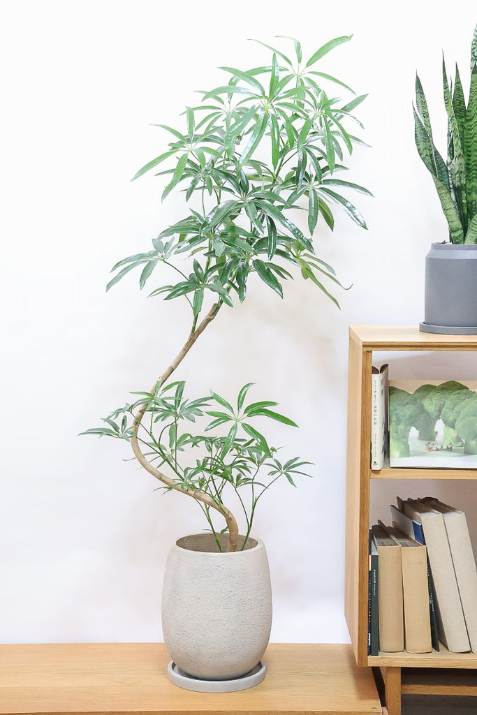 シェフレラ アンガスティフォリアIV60842| 観葉植物の通信販売 | APEGO