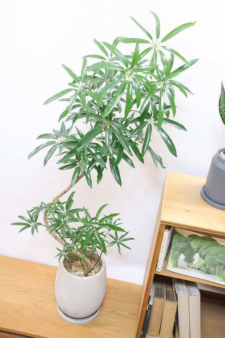 【シェフレラ アンガスティフォリア】幹のカーブがとても美しいくて存在感のある大きさ。とにかく丈夫で育てやすい！