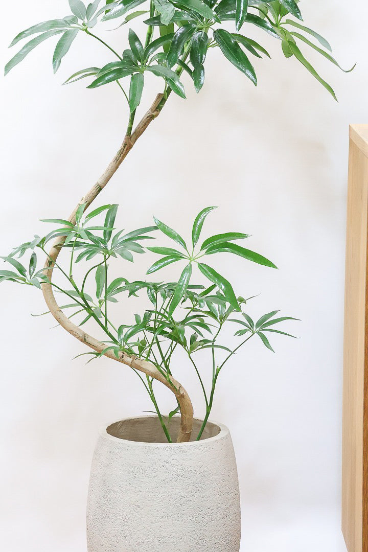 【シェフレラ アンガスティフォリア】幹のカーブがとても美しいくて存在感のある大きさ。とにかく丈夫で育てやすい！