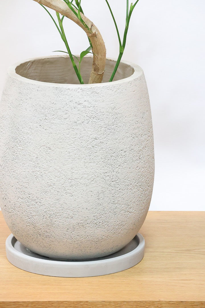 シェフレラ アンガスティフォリアIV60842| 観葉植物の通信販売 | APEGO