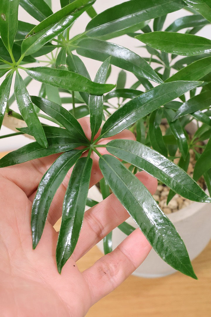 【シェフレラ アンガスティフォリア】幹のカーブがとても美しいくて存在感のある大きさ。とにかく丈夫で育てやすい！