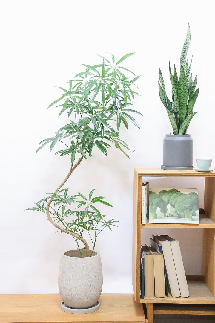 【シェフレラ アンガスティフォリア】幹のカーブがとても美しいくて存在感のある大きさ。とにかく丈夫で育てやすい！