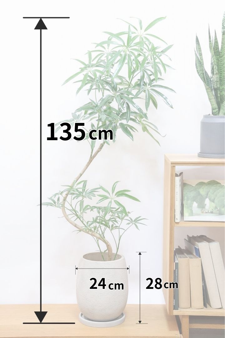 シェフレラ アンガスティフォリアIV60842| 観葉植物の通信販売 | APEGO