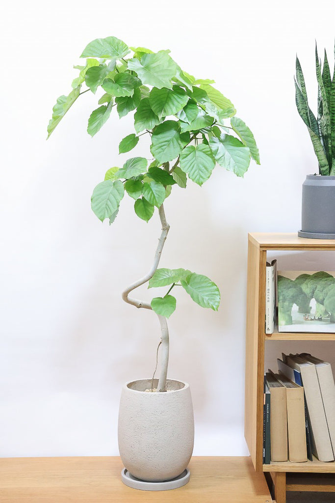 ウンベラータ 2.2m ウンベラータGIV60843| 観葉植物の通信販売 | APEGO(アペーゴ)