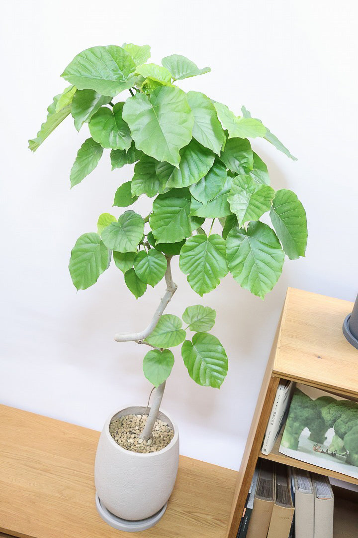 【ウンベラータ】幹がくるりんとした樹形！これはホント良い樹形！葉の大きさもちょうどいいと思います！