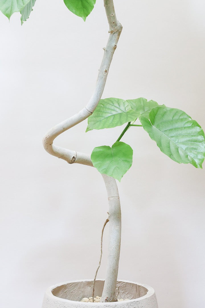 【ウンベラータ】幹がくるりんとした樹形！これはホント良い樹形！葉の大きさもちょうどいいと思います！