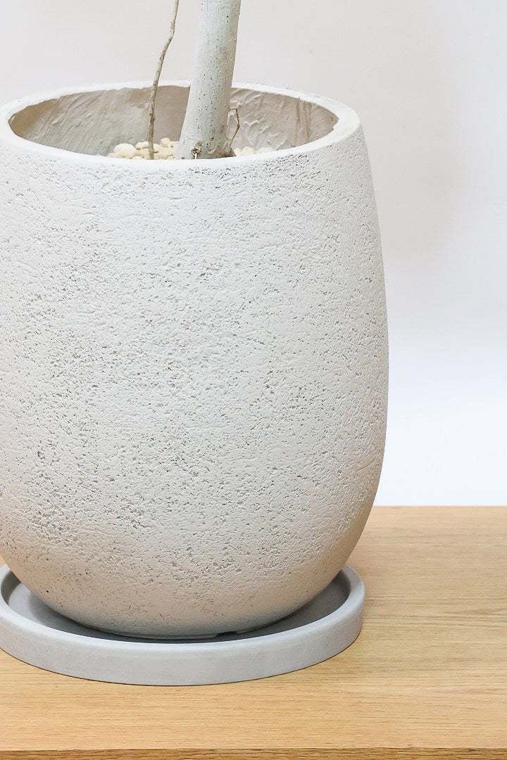 【ウンベラータ】幹がくるりんとした樹形！これはホント良い樹形！葉の大きさもちょうどいいと思います！