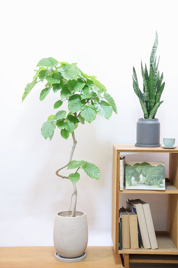 【ウンベラータ】幹がくるりんとした樹形！これはホント良い樹形！葉の大きさもちょうどいいと思います！