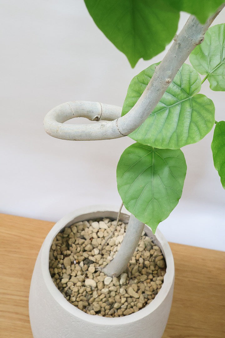 【ウンベラータ】幹がくるりんとした樹形！これはホント良い樹形！葉の大きさもちょうどいいと思います！