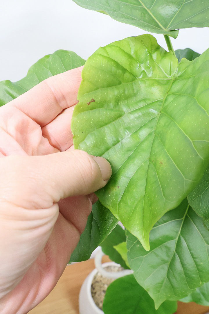 【ウンベラータ】幹がくるりんとした樹形！これはホント良い樹形！葉の大きさもちょうどいいと思います！