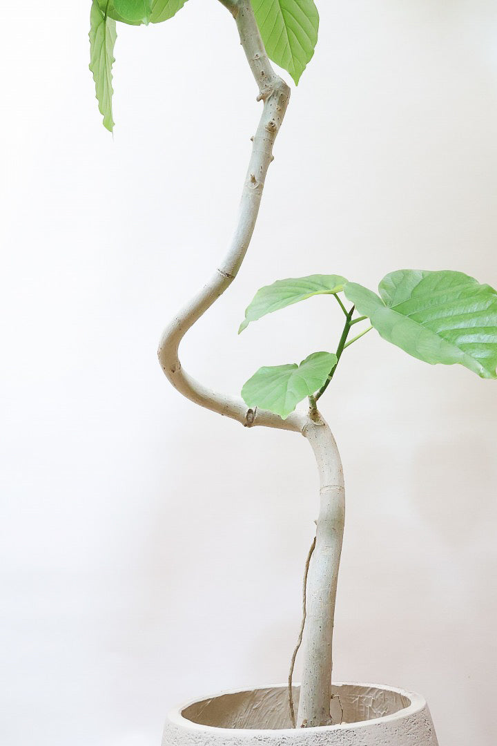 【ウンベラータ】幹がくるりんとした樹形！これはホント良い樹形！葉の大きさもちょうどいいと思います！