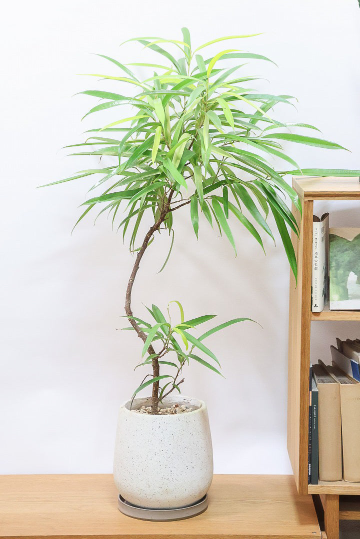 【フィカス アムステルダムゴールド】超希少！葉がゴールドバージョンのアムステルダムです！