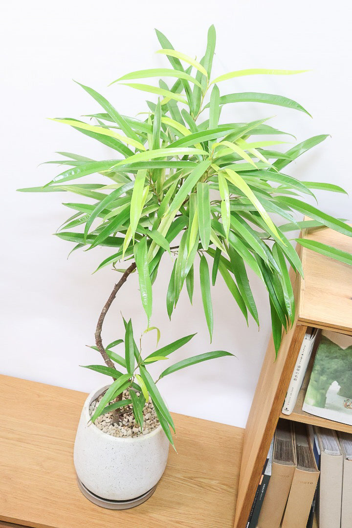 【フィカス アムステルダムゴールド】超希少！葉がゴールドバージョンのアムステルダムです！