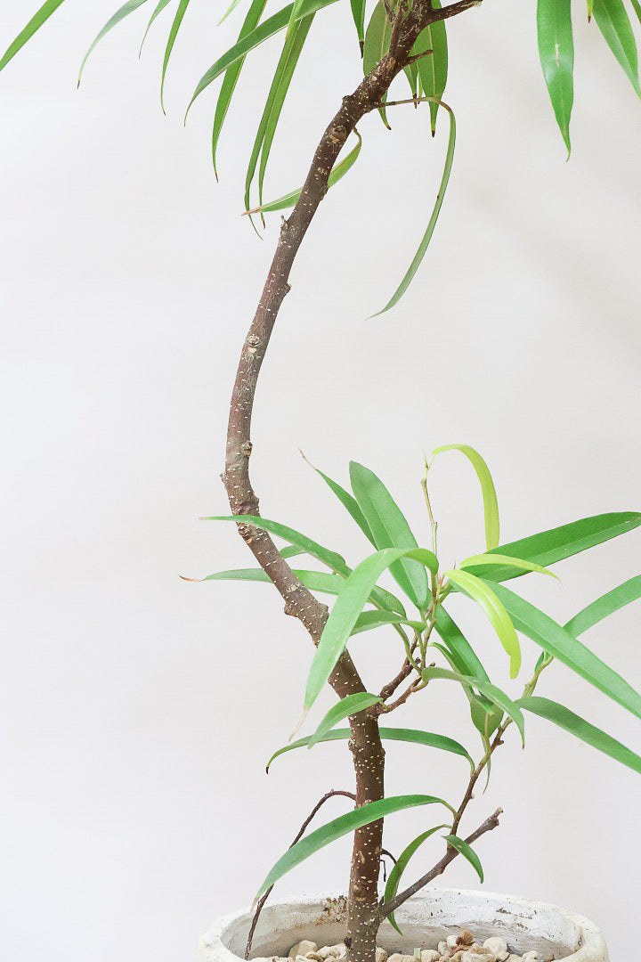 【フィカス アムステルダムゴールド】超希少！葉がゴールドバージョンのアムステルダムです！