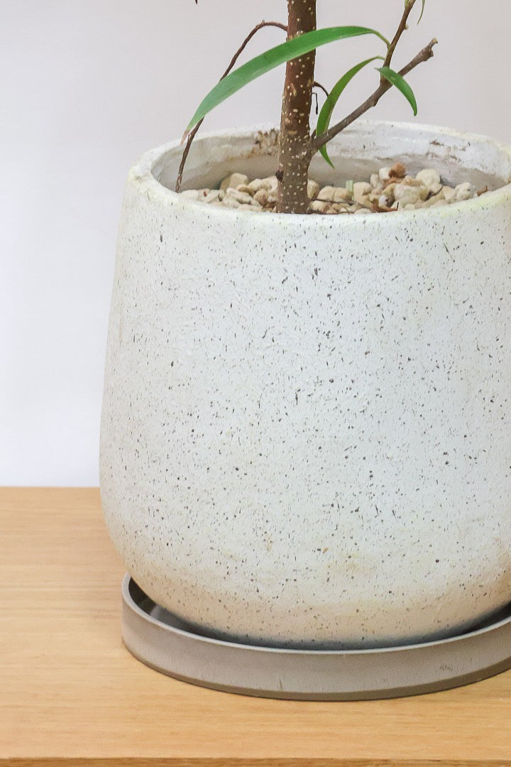 【フィカス アムステルダムゴールド】超希少！葉がゴールドバージョンのアムステルダムです！