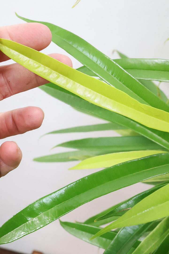 【フィカス アムステルダムゴールド】超希少！葉がゴールドバージョンのアムステルダムです！