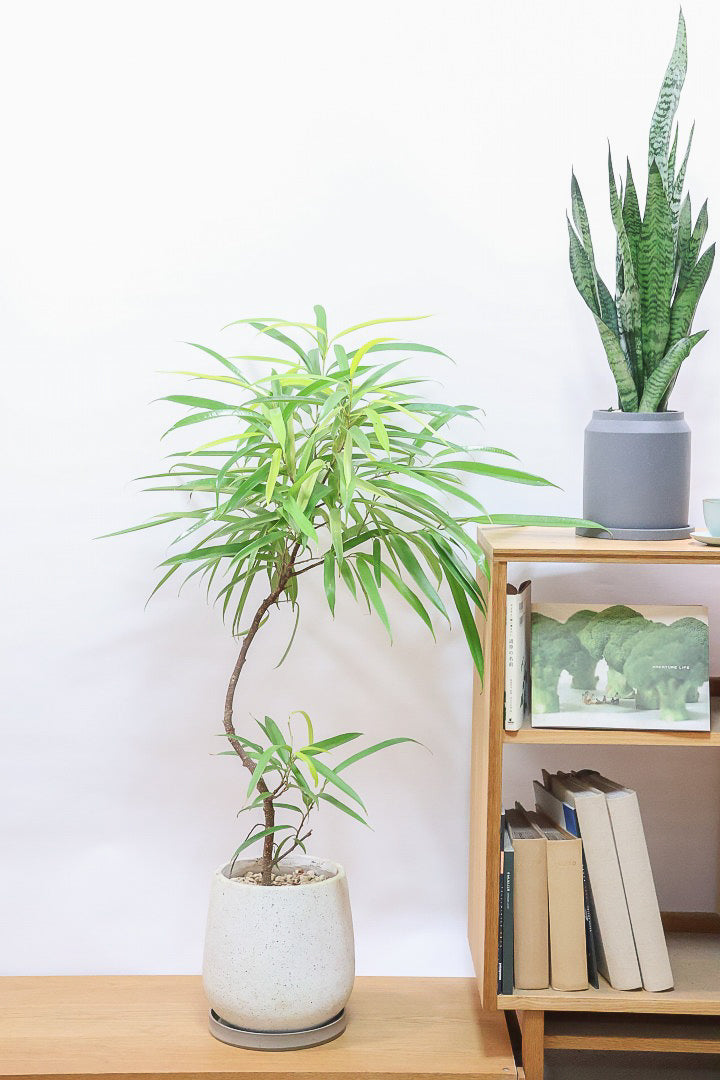 【フィカス アムステルダムゴールド】超希少！葉がゴールドバージョンのアムステルダムです！